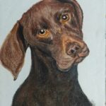 Realistic colored pencil and pastel portrait of brown dog with amber eyes tilting head in curious expression, detailed pet artwork showcasing rich chocolate coat colors