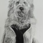 Detailed charcoal portrait of a fluffy, curly-haired dog wearing a harness with tongue out, realistic pet portrait showcasing texture and expression