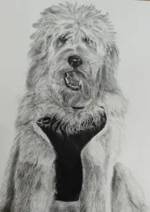 Detailed charcoal portrait of a fluffy, curly-haired dog wearing a harness with tongue out, realistic pet portrait showcasing texture and expression